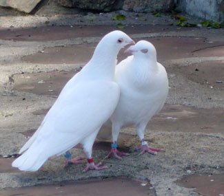palomas blancas para celebraciones